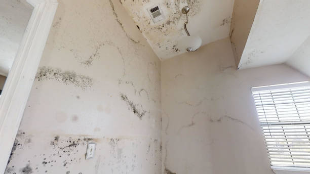 Mold Remediation for Rental Properties in Ridgway, PA