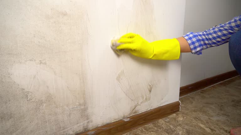 Best Mold Remediation for Rental Properties  in Ridgway, PA