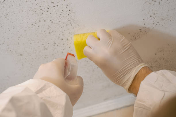 Best Comprehensive Air Testing for Mold Contaminants  in Ridgway, PA