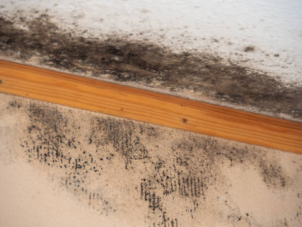 Best Black Mold Removal  in Ridgway, PA